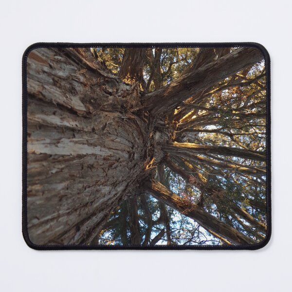 Item preview, Upward View of Tree designed and sold by Acts2-32Photos.