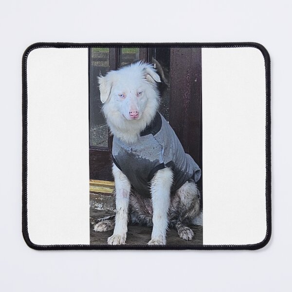 Item preview, The "Double Merle" Miracle vs. The Mud Queen ?? ​ designed and sold by Snowysjourney.