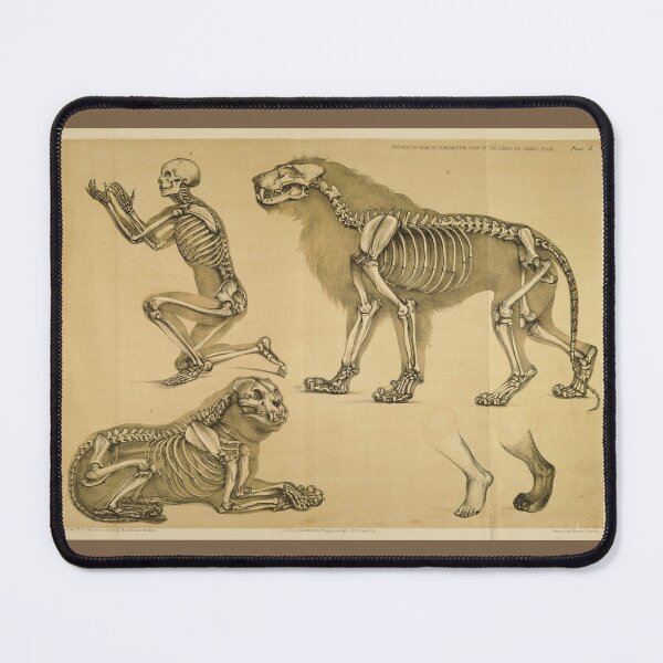 Item preview, Comparative View of the Human and Lion Frame by Benjamin Waterhouse Hawkins designed and sold by Amanda1775.