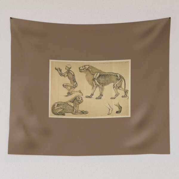 Item preview, Comparative View of the Human and Lion Frame by Benjamin Waterhouse Hawkins designed and sold by Amanda1775.