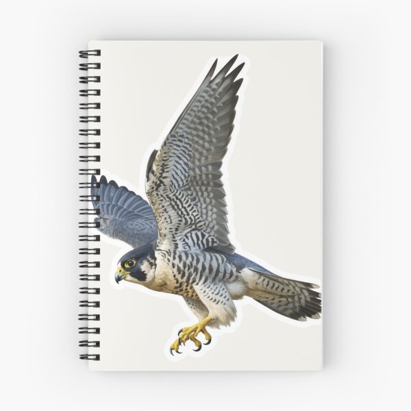 Item preview, Peregrine Falcon – High‑Speed Raptor Illustration designed and sold by The Digital Compass.
