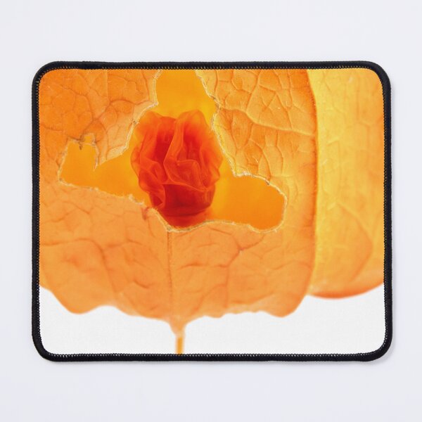 Item preview, Macro one orange physalis bud with visible dried fruit inside on white background designed and sold by TanalyFlowers.