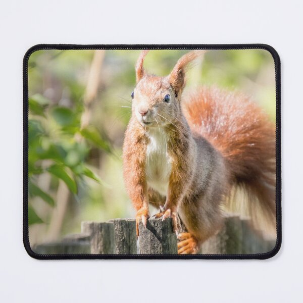 Item preview, squirrel designed and sold by Katja LebenFreude.