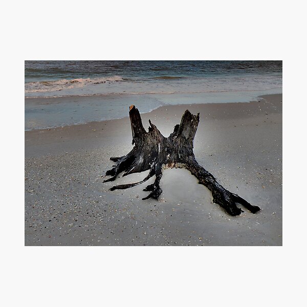 Artikelvorschau, Driftwood entworfen und verkauft von Rosalie Scanlon.