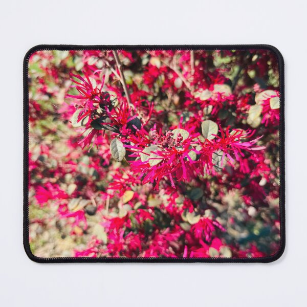 Item preview, Vibrant Pink Chinese Fringe Flower Shrub designed and sold by BalkanBloom.