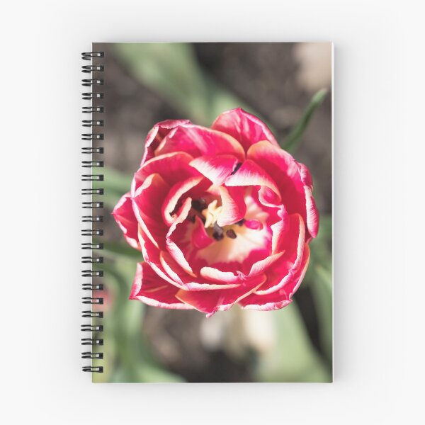 Item preview, Vibrant Double Petaled Tulip Flower in Bloom designed and sold by Georgia Mizuleva.