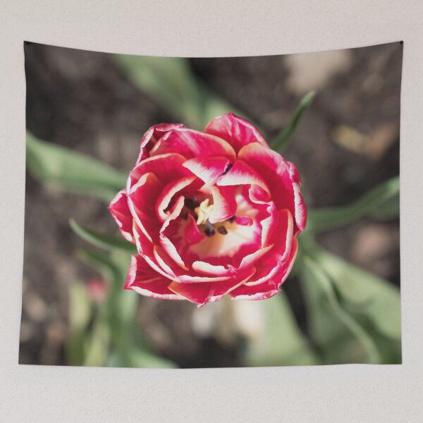 Item preview, Vibrant Double Petaled Tulip Flower in Bloom designed and sold by Georgia Mizuleva.
