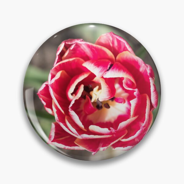 Item preview, Vibrant Double Petaled Tulip Flower in Bloom designed and sold by Georgia Mizuleva.