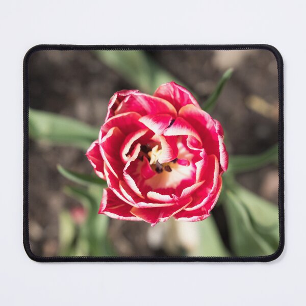 Item preview, Vibrant Double Petaled Tulip Flower in Bloom designed and sold by Georgia Mizuleva.