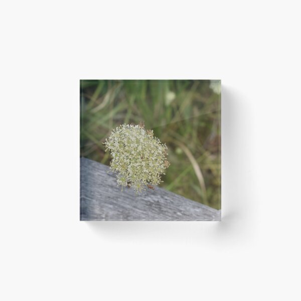 Item preview, Nature’s Lacework designed and sold by PrezSwan.