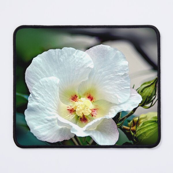 Item preview, The White Flower - Hibiscus Mutabilis designed and sold by hkonestudio.