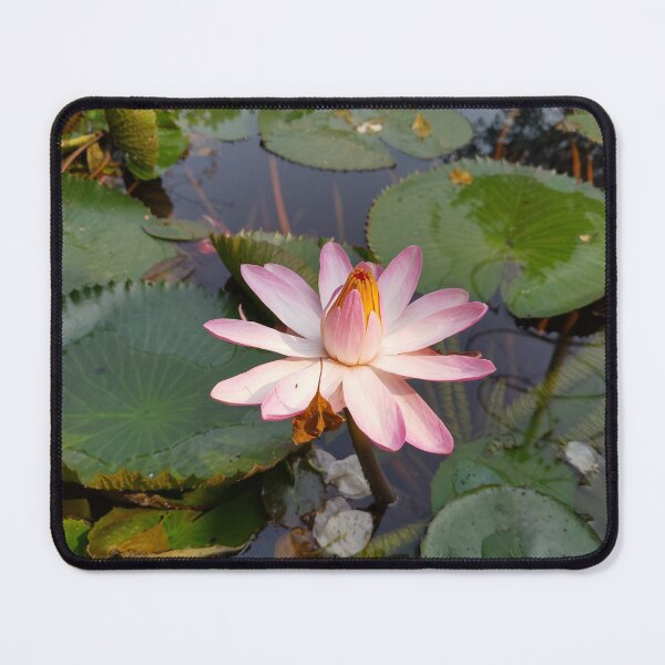 Item preview, A beautiful waterlily in the pond designed and sold by Albi777.