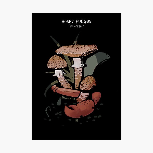 Item preview, Honey Fungus: Immortal designed and sold by ColtrainBlue.