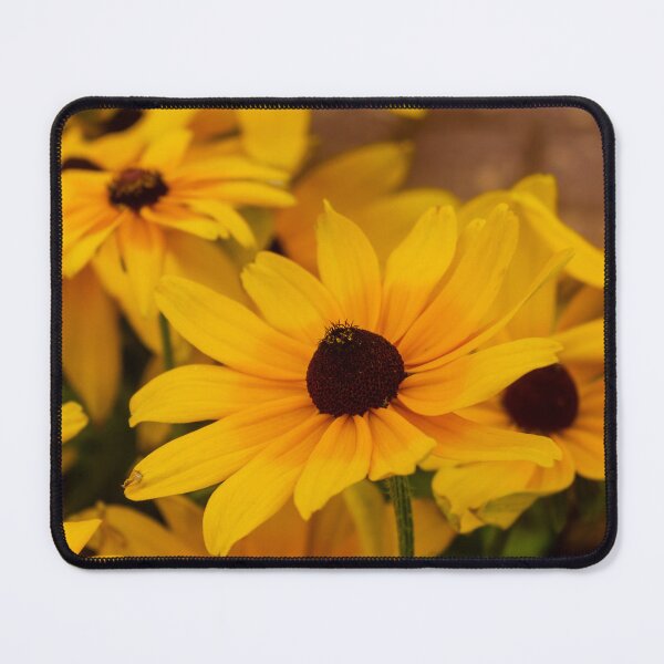 Item preview, Bright Yellow Black-Eyed Susan Flowers Close-Up Showing Petals and Dark Brown Centers in Garden designed and sold by Nmallia.