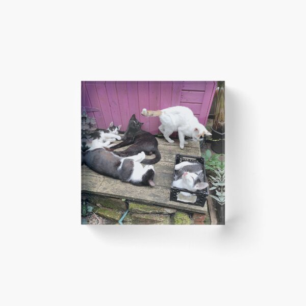 Item preview, Cat family designed and sold by Gourmetkater.