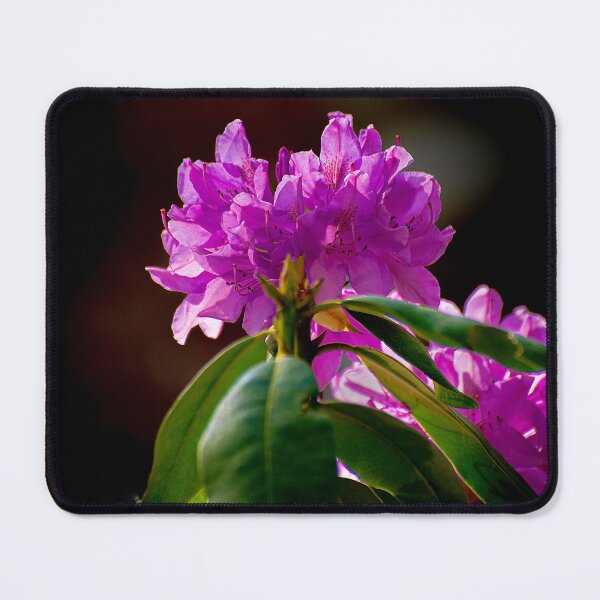 Item preview, Blooming in the April Sun designed and sold by James Hoffman.