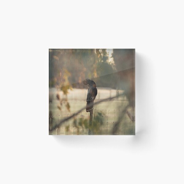 Item preview, Red Tailed Black Cockatoo designed and sold by Koishi Photography.