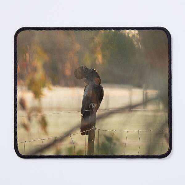 Item preview, Red Tailed Black Cockatoo designed and sold by Koishi Photography.