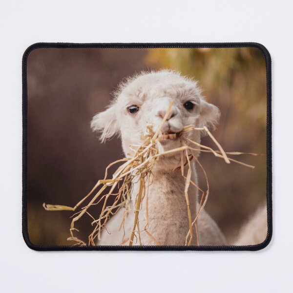 Item preview, Carl the Alpaca designed and sold by Koishi Photography.