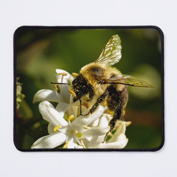 Item preview, Gilded with Gold — Bee with Bokeh designed and sold by Susarellis.