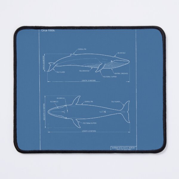 Item preview, Blue Whale Technical Blueprint - Marine Biology Schematic designed and sold by MarVan-Prints.