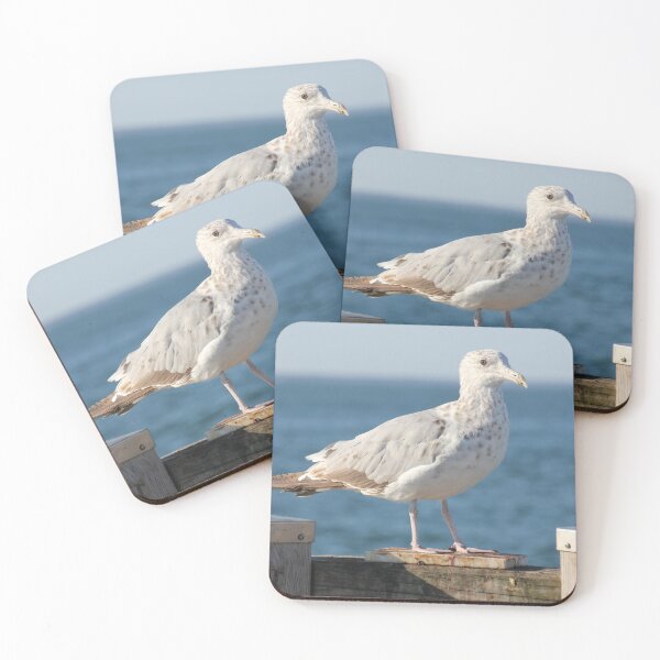 Item preview, Wary Gull designed and sold by Autumn Seas Photography.