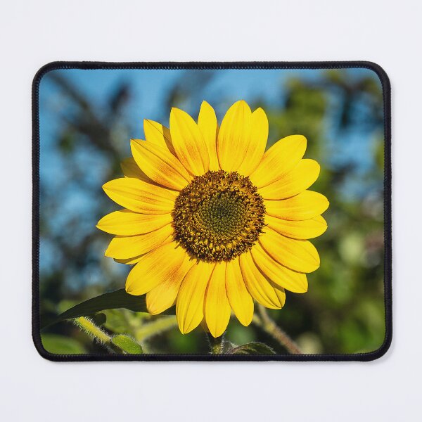 Item preview, A Single Sunflower at the Height of Summer designed and sold by Susarellis.