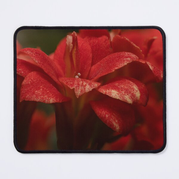 Item preview, Velvet Red — Double Kalanchoe Flowers Up Close designed and sold by Rabee Khalil Photography.