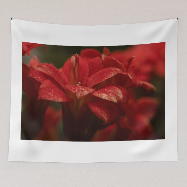 Item preview, Velvet Red — Double Kalanchoe Flowers Up Close designed and sold by Rabee Khalil Photography.