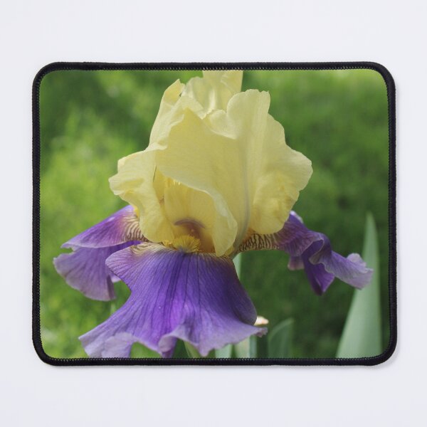 Item preview, Bearded Iris  designed and sold by McFleur's Lens.