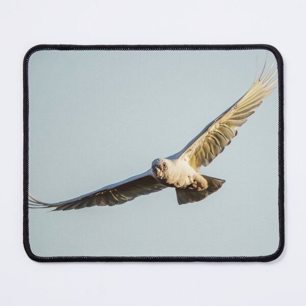 Item preview, Long-billed corella designed and sold by robdanimalphotography.