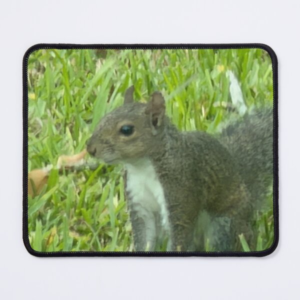 Item preview, Grey Squirrel in Nature: Curious and Clever Wildlife. designed and sold by Pearls1.