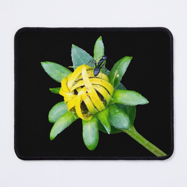 Item preview, The Bud Keeps Its Secret a Little Longer designed and sold by Susarellis.
