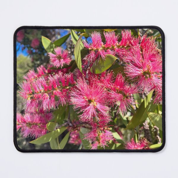 Item preview, Pink Bottlebrush Australian Native Flowers designed and sold by Be Captured by Brittany Emma.