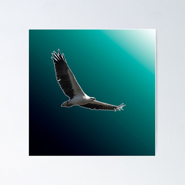 Item preview, White-bellied sea eagle with gradient effect designed and sold by robdwildlife.