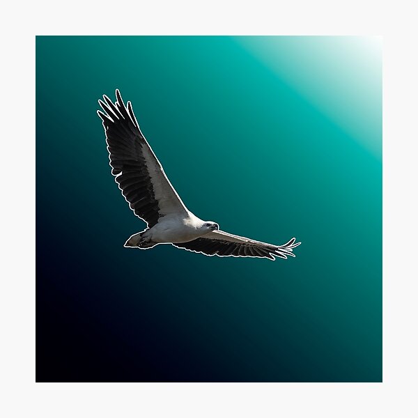 Item preview, White-bellied sea eagle with gradient effect designed and sold by robdwildlife.