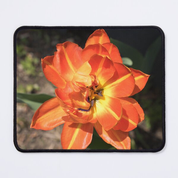 Item preview, Glossy Orange Multi Petaled Tulip in Bloom designed and sold by Georgia Mizuleva.