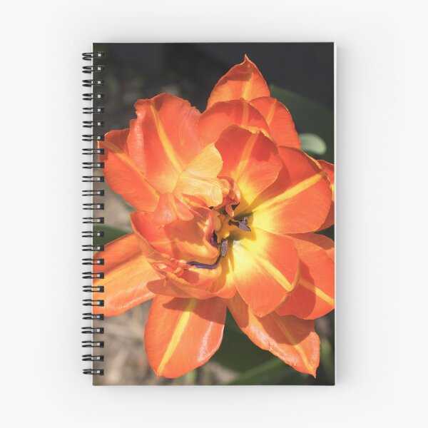 Item preview, Glossy Orange Multi Petaled Tulip in Bloom designed and sold by Georgia Mizuleva.