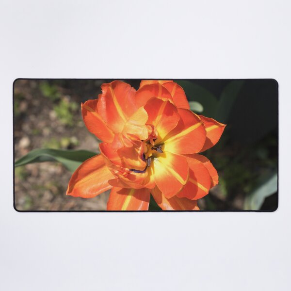 Item preview, Glossy Orange Multi Petaled Tulip in Bloom designed and sold by Georgia Mizuleva.