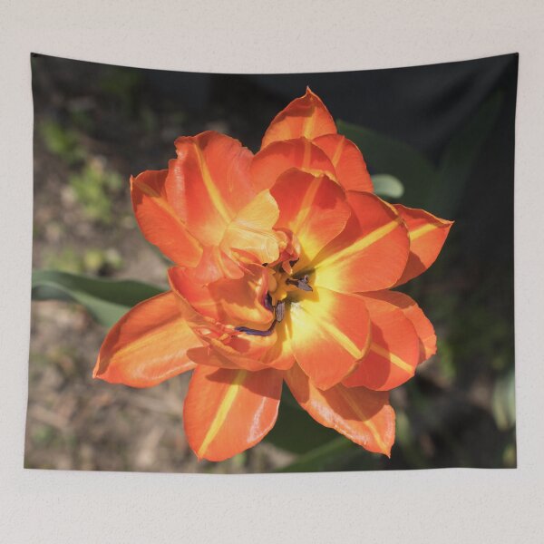 Item preview, Glossy Orange Multi Petaled Tulip in Bloom designed and sold by Georgia Mizuleva.