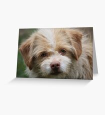 Yellow Eyed Dog Greeting Card