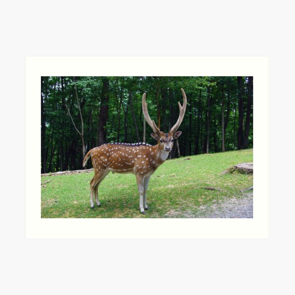 Axis Deer Wall Art Redbubble
