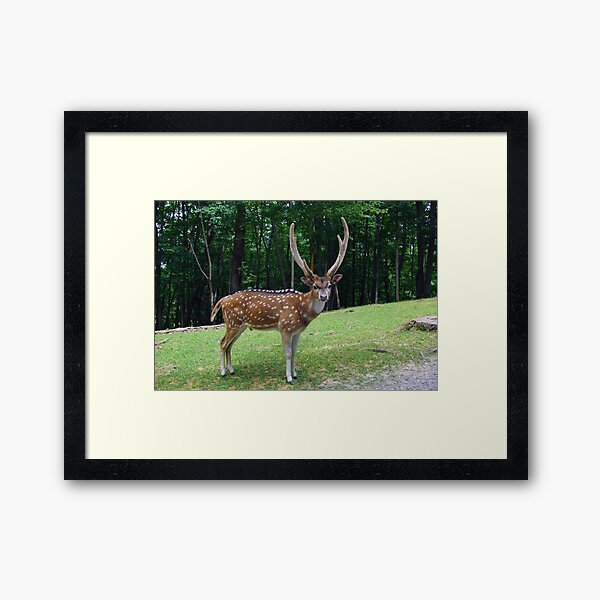 Axis Deer Framed Art Print