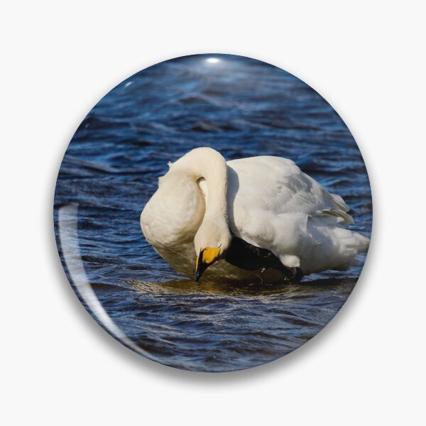 Item preview, AAH. Whooper swan. Spring 2026 designed and sold by Jouko Lehto Photography.