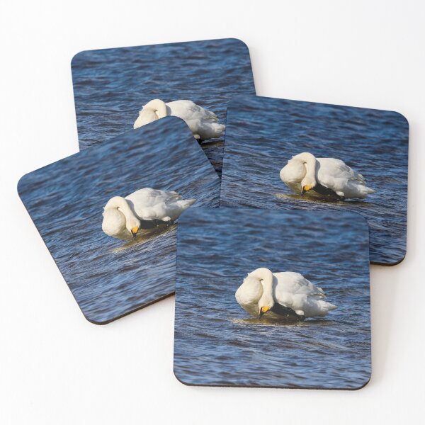 Item preview, AAH. Whooper swan. Spring 2026 designed and sold by Jouko Lehto Photography.