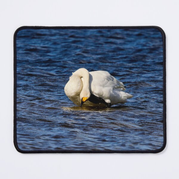 Item preview, AAH. Whooper swan. Spring 2026 designed and sold by Jouko Lehto Photography.