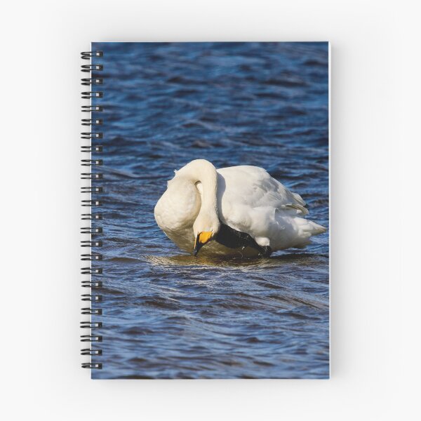Item preview, AAH. Whooper swan. Spring 2026 designed and sold by Jouko Lehto Photography.