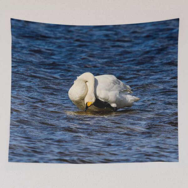 Item preview, AAH. Whooper swan. Spring 2026 designed and sold by Jouko Lehto Photography.