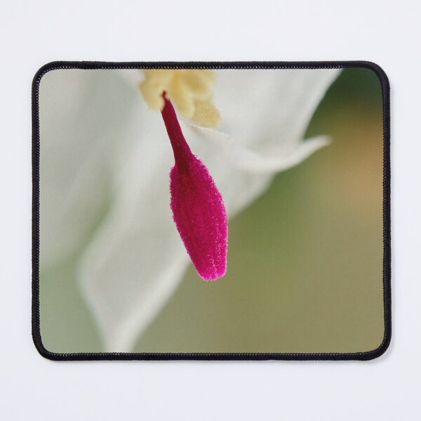 Item preview, Red, white and green. Moth orchid designed and sold by Jouko Lehto Photography.