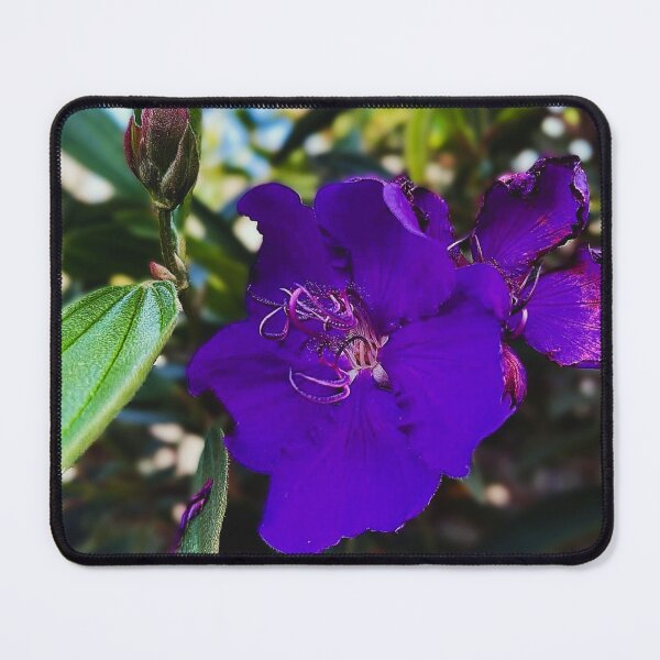 Item preview, Vivid Purple Bloom in Soft Light designed and sold by Focus & Wander.